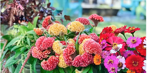 How to Grow Fall Cut Flowers in Central Florida
