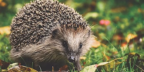 Hedgehog Highway Extension Day