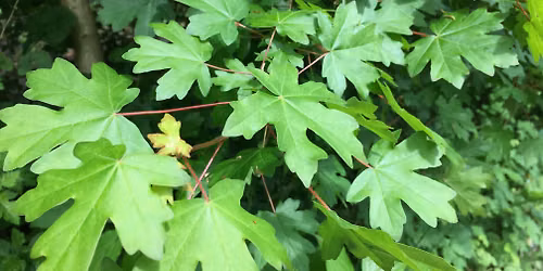 Summer Tree Identification Walk at Great Avon Wood