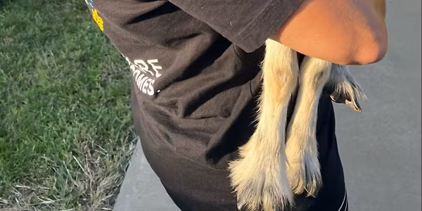 Cuddle with Goats and Puppies and Ducks on the Farm in Rockwall